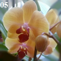 Orchidee-Phalenopsis