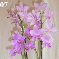 Orchidee Phalenopsis