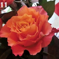 FT-Rose-lachs-195