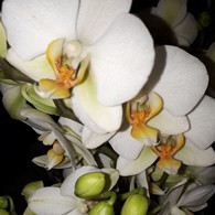Orchidee04-195