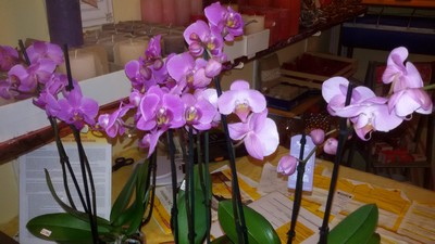 Orchidee19