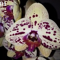 Orchidee01-195