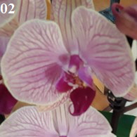 Orchidee02-195