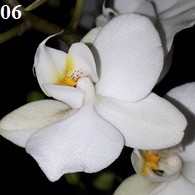 Orchidee06-195