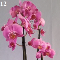 Orchidee12-195