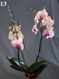 Orchidee13-195