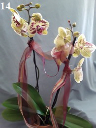 Orchidee14-195