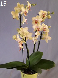 Orchidee15-196
