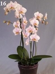 Orchidee16-195