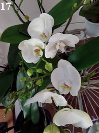 Orchidee17-195