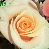 rosen 5